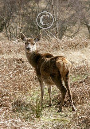 Poor Condition  Red Hind  Jura     2010